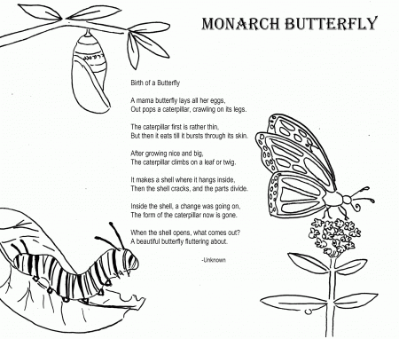 12 Pics of Monarch Butterfly Life Cycle Coloring Page - Butterfly ...