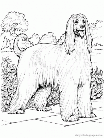 Afghan hound dog coloring page