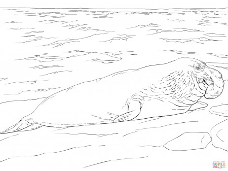 Elephant Seal on the Shore coloring page | Free Printable Coloring ...
