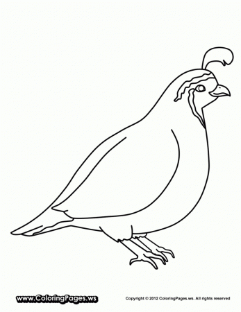 Coloring Pages For Quail - Free coloring pages