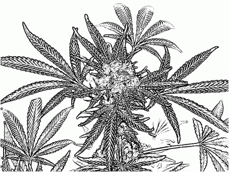 14 Pics of Trippy Weed Coloring Book Pages - Weed Coloring Pages ...
