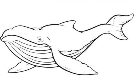 Humpback Whale Coloring Pages | Whale coloring pages, Animal coloring pages,  Fish coloring page