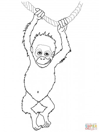 Orangutan Drawing < Images & galleries