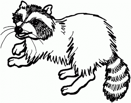 Raccoon Coloring Page Created By A DCAD Student DCAD Library 39 S 