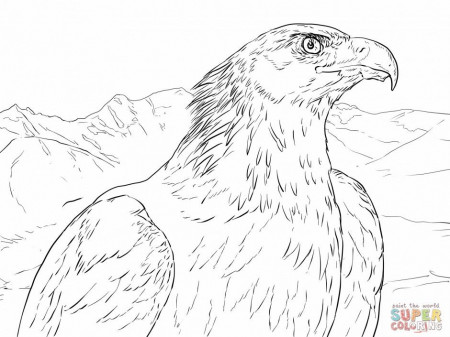 Golden Eagle Coloring Page Printable Coloring Sheet 99Coloring Com 