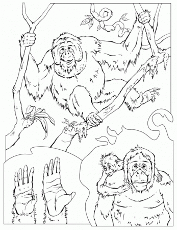 Newest Orangutan Color Page | Laptopezine.