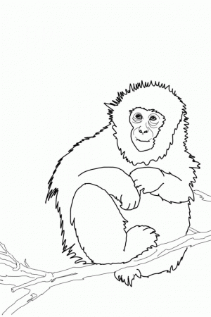 Cute Baby Monkey Coloring Pages | download free printable coloring 