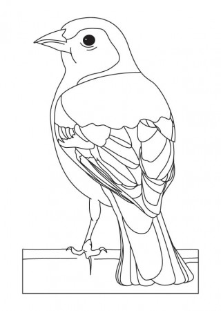 Canary Coloring Sheets