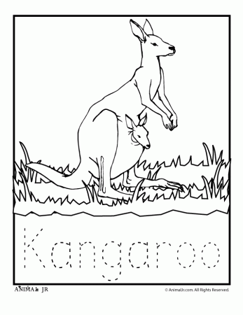 kangaroo coloring page | HS Geography- Australia/Oceania