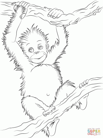 Cute Baby Orangutan coloring page | Free Printable Coloring Pages