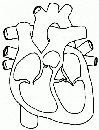 medical heart diagram Colouring Pages (page 2)