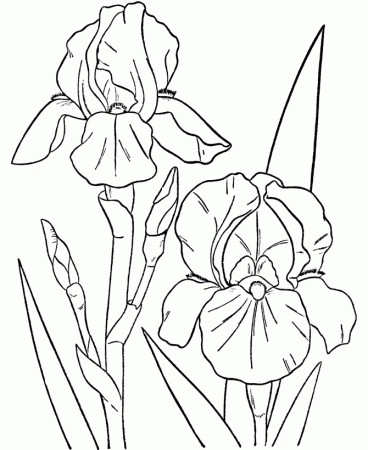 spring flowers coloring page color these light blue