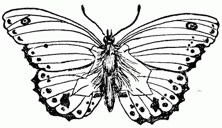 cartoon butterfly outline - Quoteko.