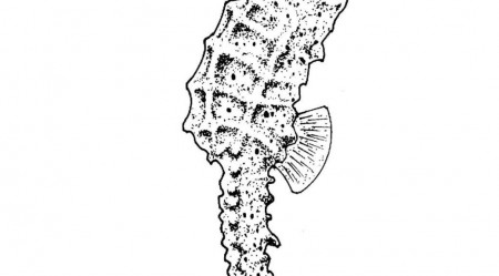 adult coloring pages seahorse | Coloring Pages