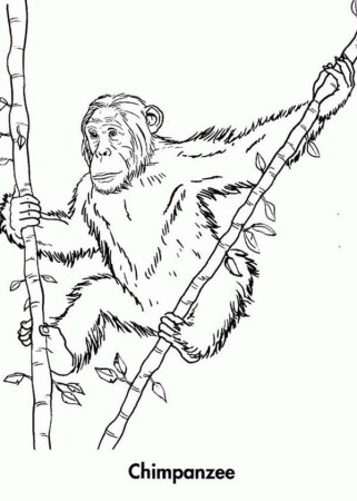Chimpanzee Climb Bamboo Tree Coloring Page: Chimpanzee Climb ...