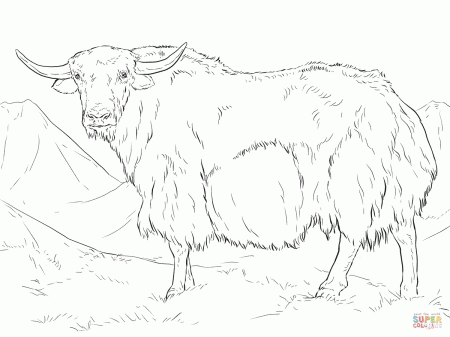 Yak from India coloring page | Free Printable Coloring Pages