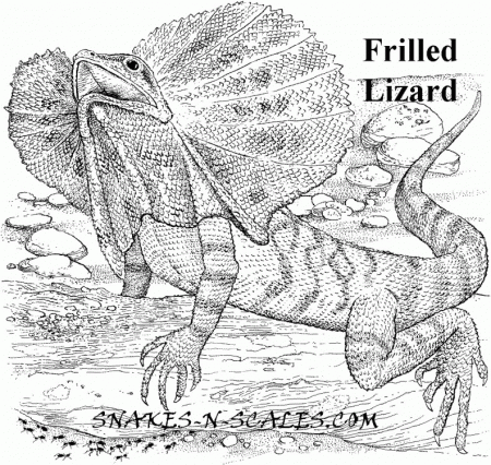 Common Collared Lizard Coloring Page | Free Printable Coloring Pages