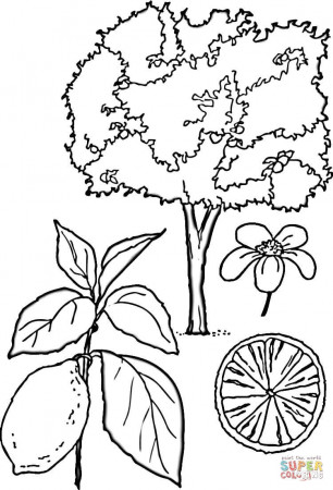 New Mexico State Tree Coloring Page Sketch Coloring Page