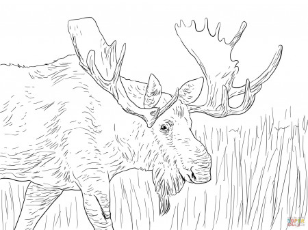 Moose coloring pages | Free Coloring Pages