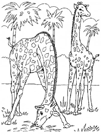 1000+ images about coloring pages - animals on Pinterest