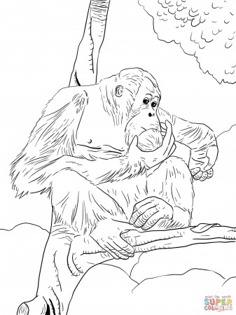 Bornean Orangutan coloring page | Free Printable Coloring Pages