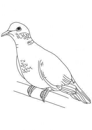 8 Pics of White Dove Coloring Pages - Dove Clip Art Black and ...