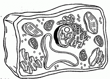 Coloring Page Plant Cell