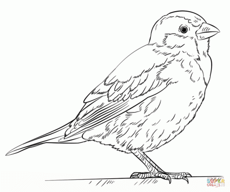 Sparrows coloring pages | Free Coloring Pages