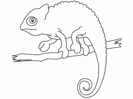 Chameleon Coloring Page Free Coloring Pages 266115 Chameleon 