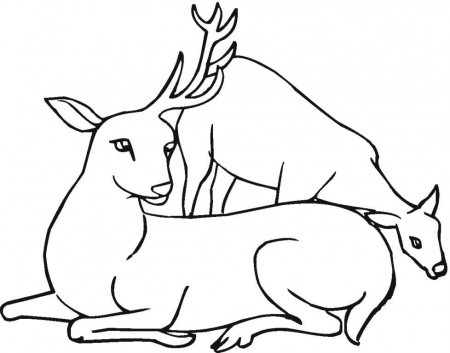 Printable Deer Coloring Pages | ThoughtfulCardSender.