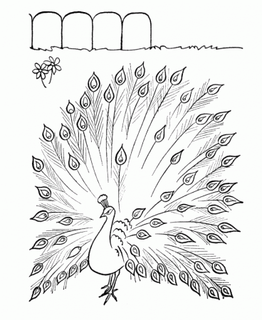 Farm Animal Coloring Pages | Printable Peacock Coloring Page and ...
