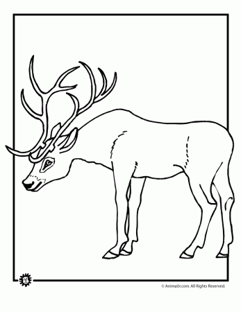 Whitetail Deer Coloring Pages 278 | Free Printable Coloring Pages