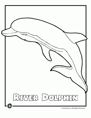 Amazon River Dolphin Drawing Images & Pictures - Becuo