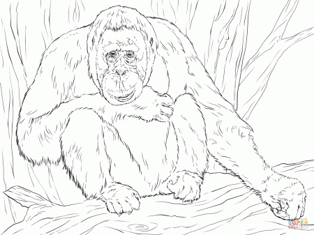 Realistic Bornean Orangutan coloring page | Free Printable ...