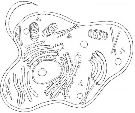 Human Cell Coloring Page