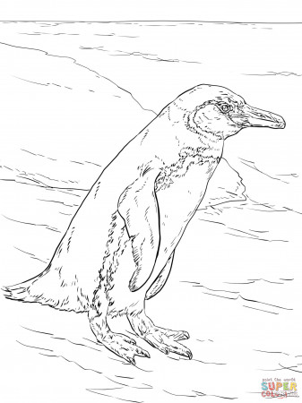 8 Pics of Realistic Penguin Coloring Pages - Galapagos Penguin ...