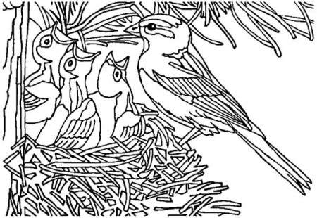 Baby Bird Open Their Mouth Wide In Bird Nest Coloring Pages : Best Place to  Color