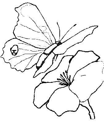 Printable Butterfly 8 Animals Coloring Pages - Coloringpagebook.com