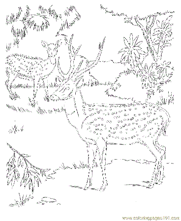 Deer In The Jungle Deer In The Jungle Coloring Pages Car Pictures
