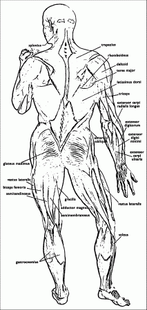Anatomy And Physiology Coloring Page 06 | Wecoloringpage