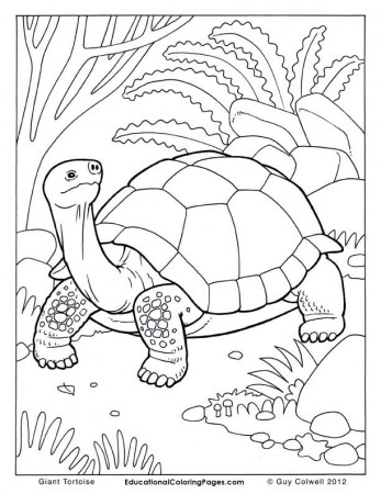 printable animals coloring pages | Animal Coloring Pages for Kids
