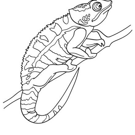 Free Printable Chameleon Coloring Pages | Coloring Page