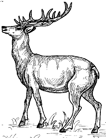 Wild Deer Coloring Pages Coloring Page For Kids | Kids Coloring