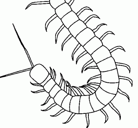 Centipede coloring page - Coloringcrew.com | Insect coloring pages, Animal  outline, Bug coloring pages