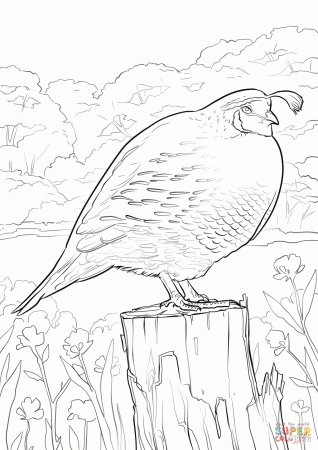 California Quail coloring page | Free Printable Coloring Pages