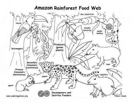 Amazon Rainforest Food Chain coloring page