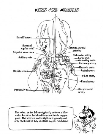 Anatomy Coloring Book Pages Page 1