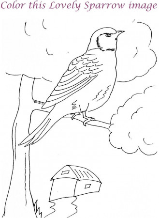 Sparrow Coloring Pages for Pinterest
