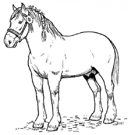 coloring pages of horses cartoon horse - VoteForVerde.com
