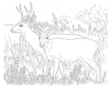 Deer Hunting Coloring Pages To Print - High Quality Coloring Pages